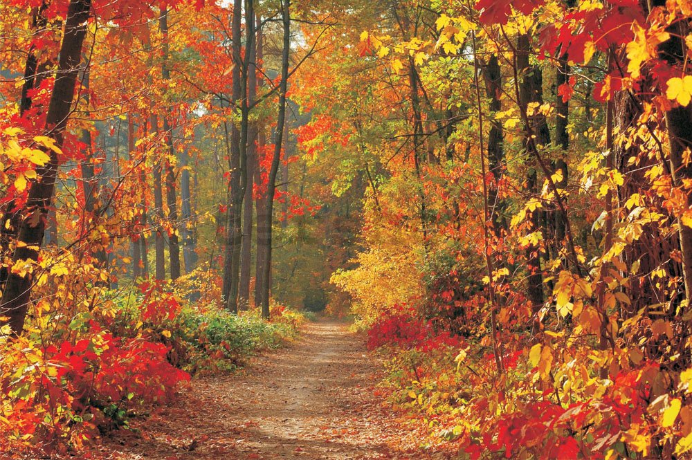 Fototapeta: Podzimní les - 254x368 cm