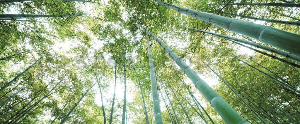 Fototapeta: Les bambusu - 104x250 cm