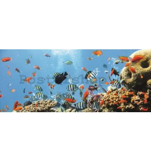 Fototapeta: Korálový útes - 104x250 cm