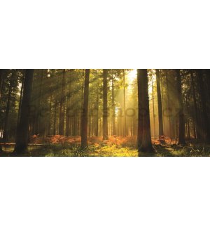 Fototapeta: Východ slunce v lese - 104x250 cm