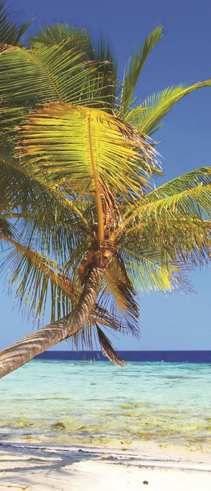 Fototapeta samolepící: Pláž s palmou - 211x91 cm