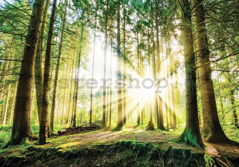 Fototapeta: Slunce v lese (2) - 184x254 cm