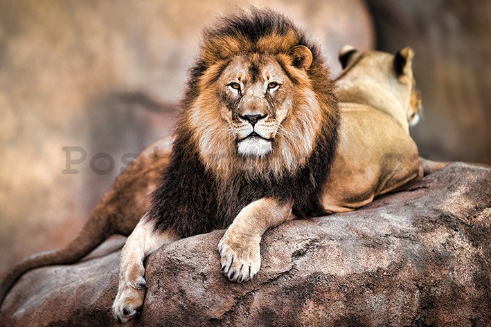 Plakát - Královský lev