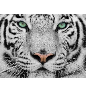 Obraz na plátně: Bílý tygr - 75x100 cm