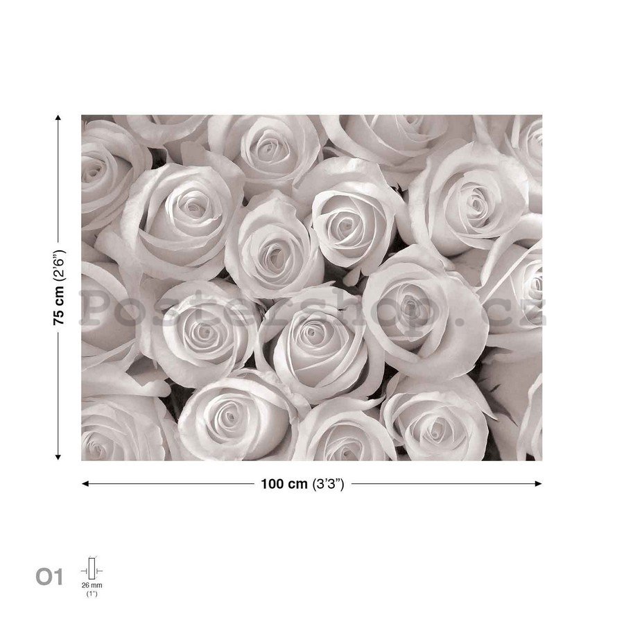 Obraz na plátně: Bílá růže - 75x100 cm