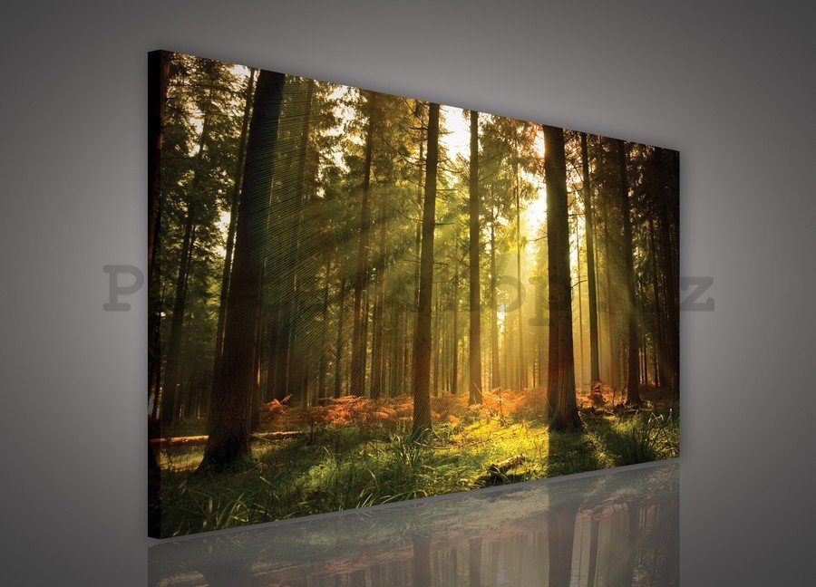 Obraz na plátně: Východ slunce v lese - 75x100 cm