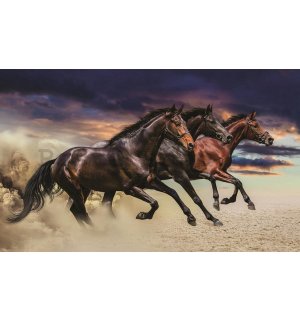 Obraz na plátně: Cvalájící koně - 75x100 cm