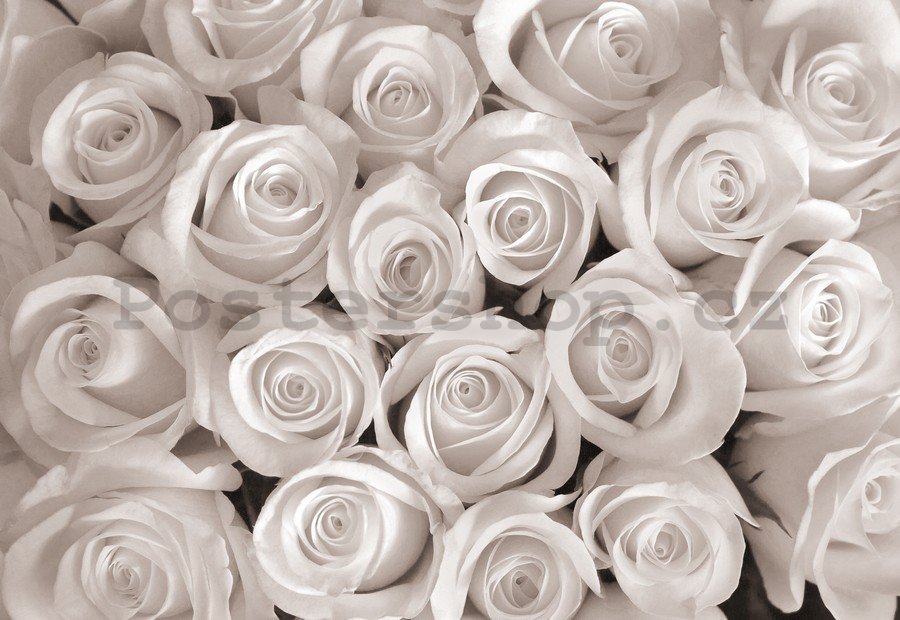 Fototapeta vliesová: Bílá růže - 254x368 cm