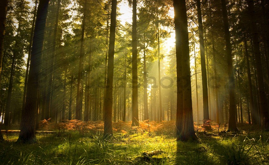 Fototapeta vliesová: Východ slunce v lese - 254x368 cm