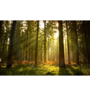 Fototapeta vliesová: Východ slunce v lese - 254x368 cm