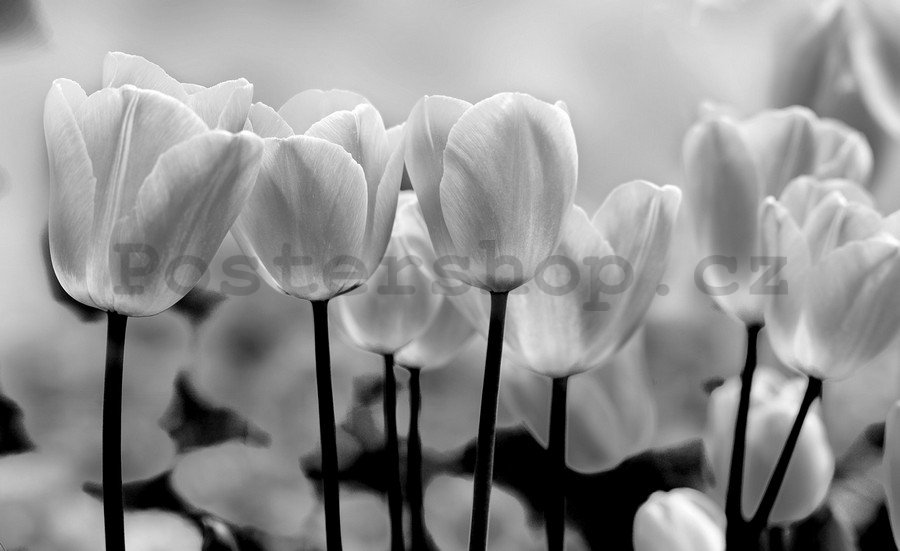 Fototapeta vliesová: Bílé a Černé Tulipány - 254x368 cm