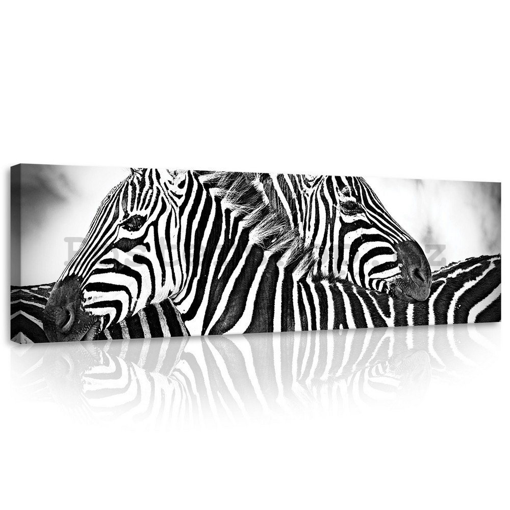 Obraz na plátně: Zebra (1) - 145x45 cm