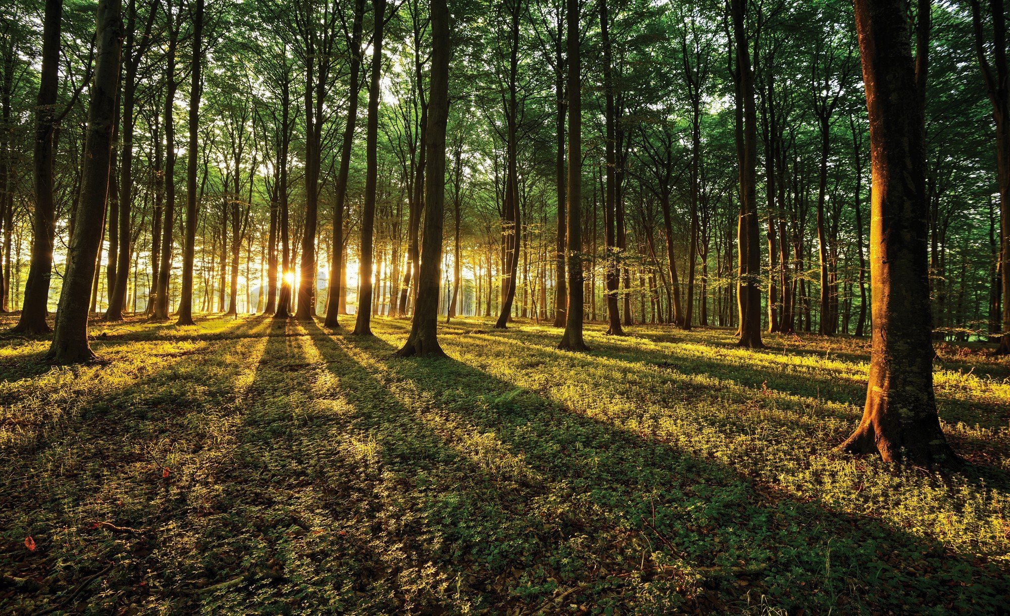 Fototapeta vliesová: Západ slunce v lese - 416x254 cm