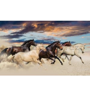 Fototapeta vliesová: Koně (2) - 416x254 cm