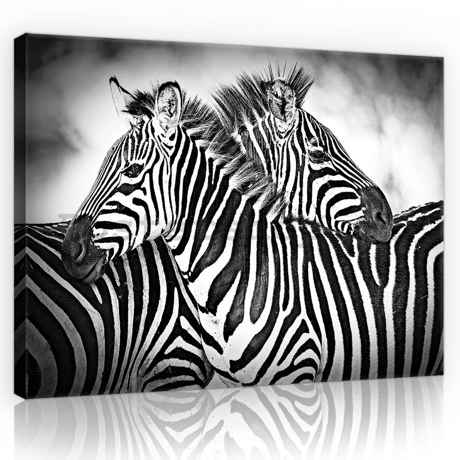 Obraz na plátně: Zebra (1) - 75x100 cm