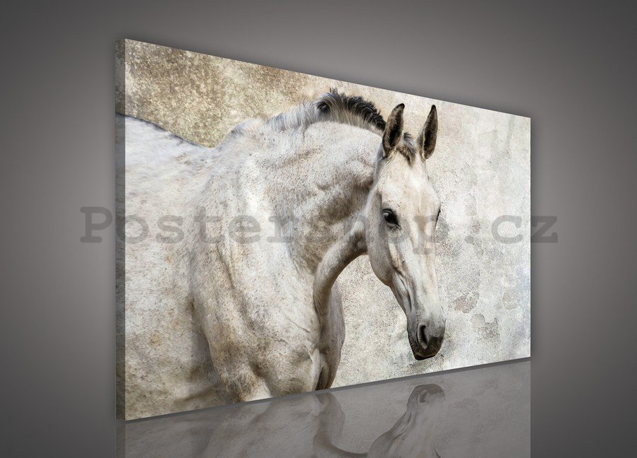 Obraz na plátně: Kůň - 75x100 cm