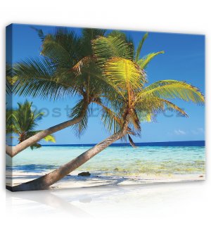 Obraz na plátně: Pláž s palmou - 75x100 cm