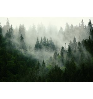 Fototapeta vliesová: Mlha nad lesem (1) - 416x254 cm