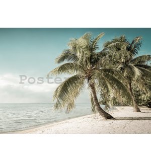 Fototapeta vliesová: Pobřeží s palmou - 184x254 cm