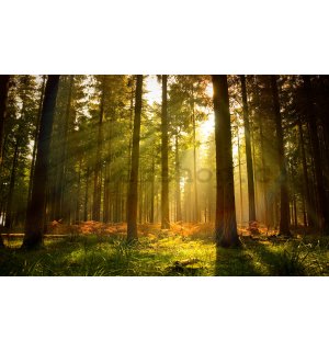 Fototapeta vliesová: Východ slunce v lese - 312x219cm