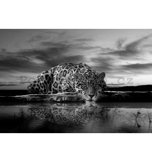 Fototapeta vliesová: Jaguar (černobílý) - 254x368 cm
