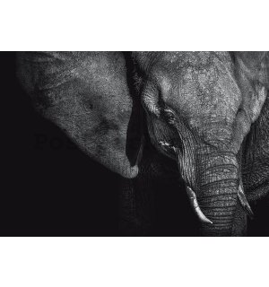 Fototapeta vliesová: Černobílý slon (1) - 254x368 cm