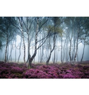 Fototapeta vliesová: Tajemný les - 368x254 cm