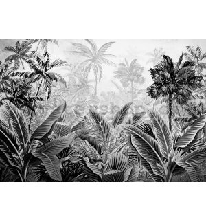 Fototapeta vliesová: Palmy a kapradí (černobílé) - 416x254 cm