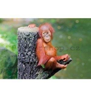 Plakát: Mládě orangutana