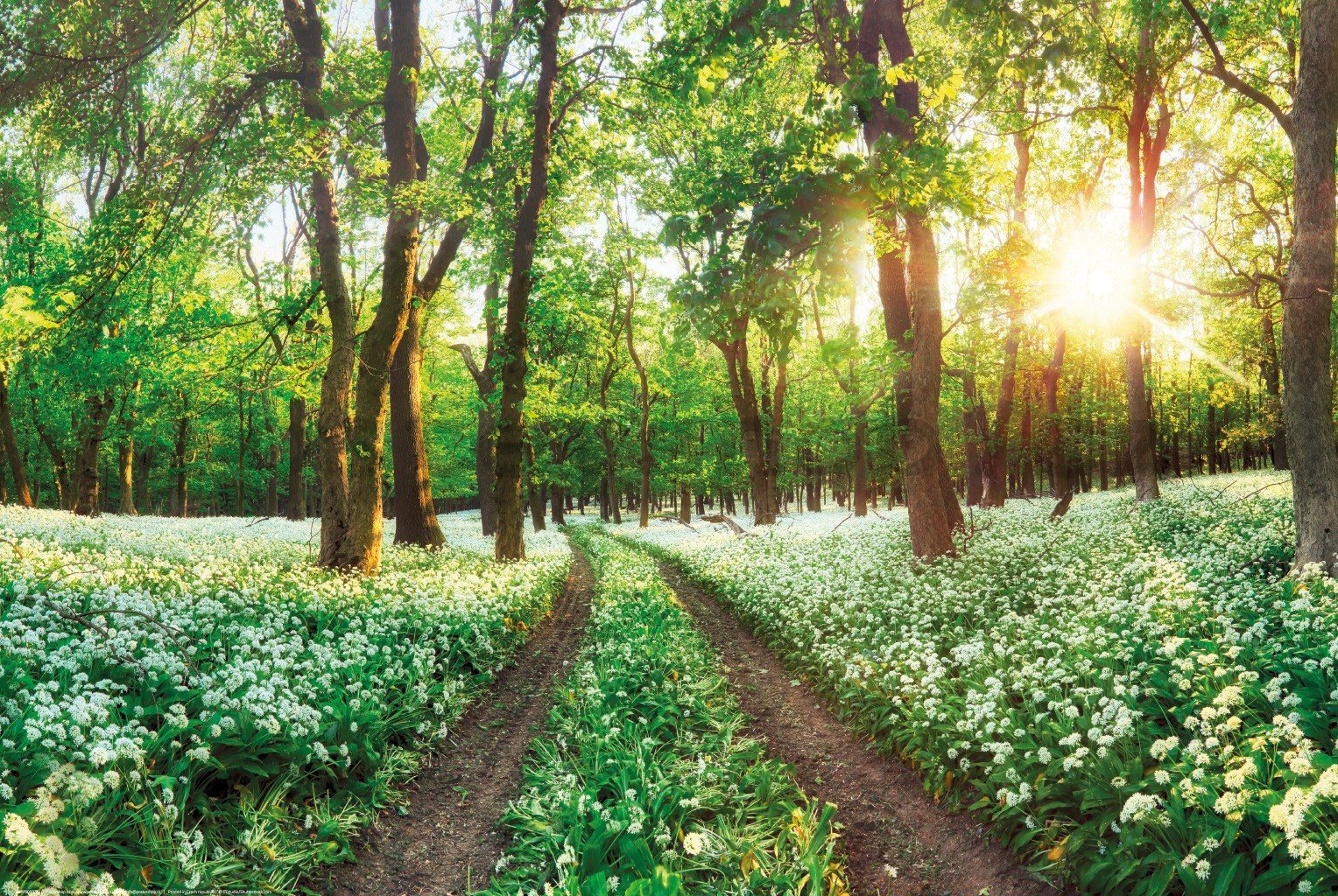 Plakát: Kvetoucí lesní cesta