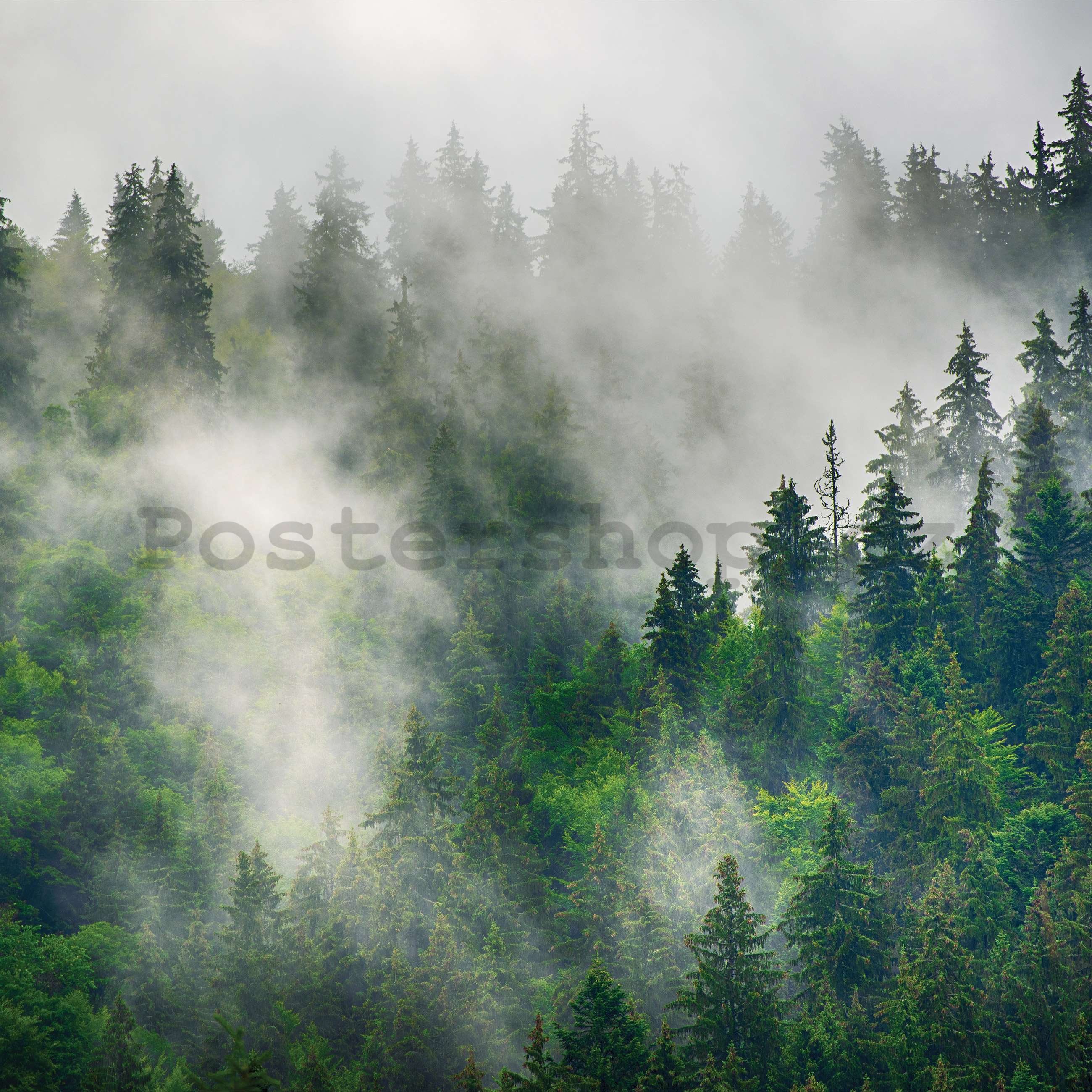 Fototapeta vliesová: Mlha nad lesem (5) - 152,5x104 cm
