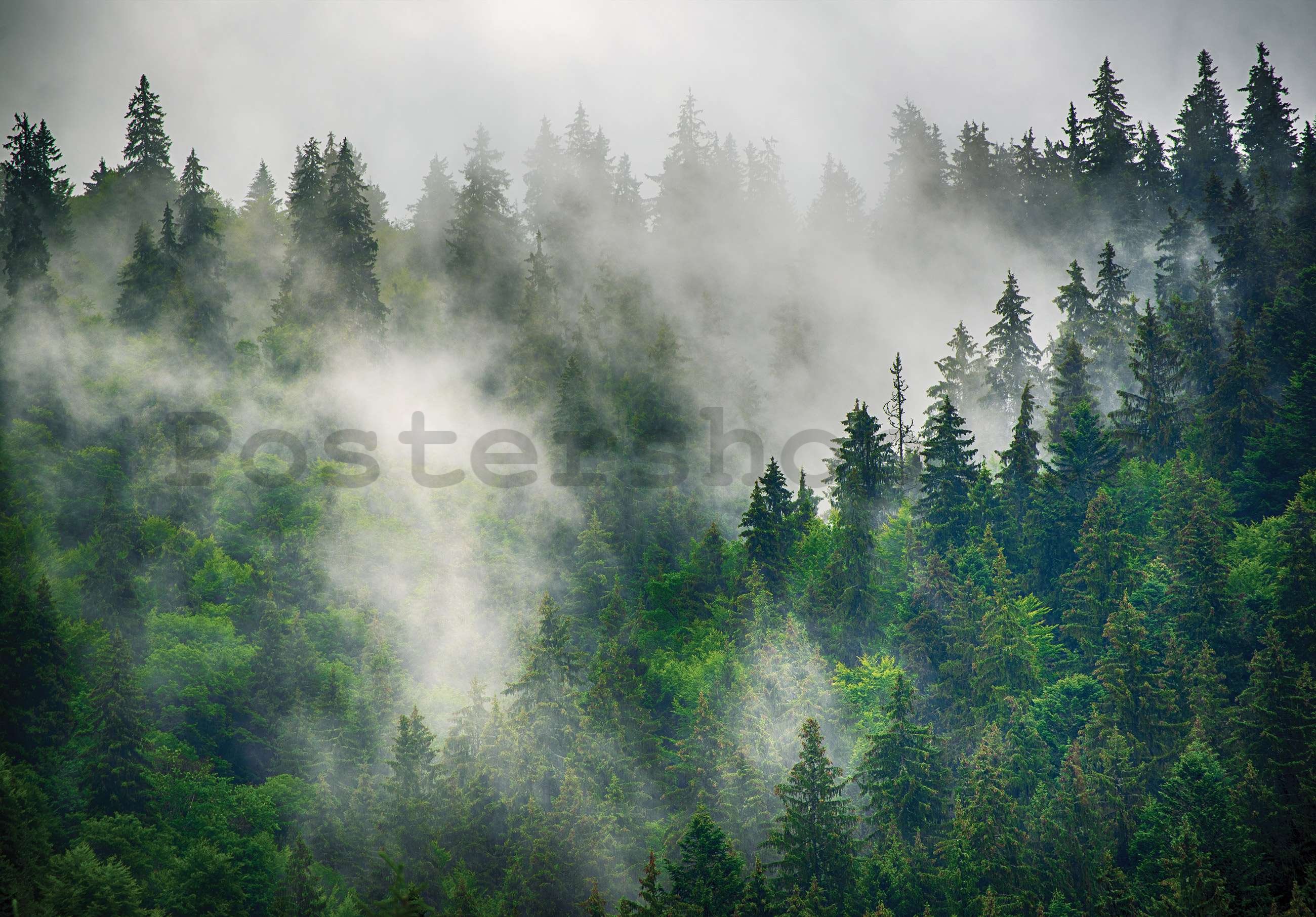 Fototapeta vliesová: Mlha nad lesem (5) - 152,5x104 cm