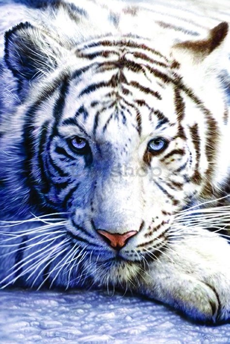 Plakát - Bílý tygr