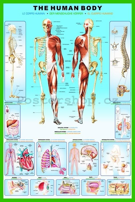 Plakát - Human Body
