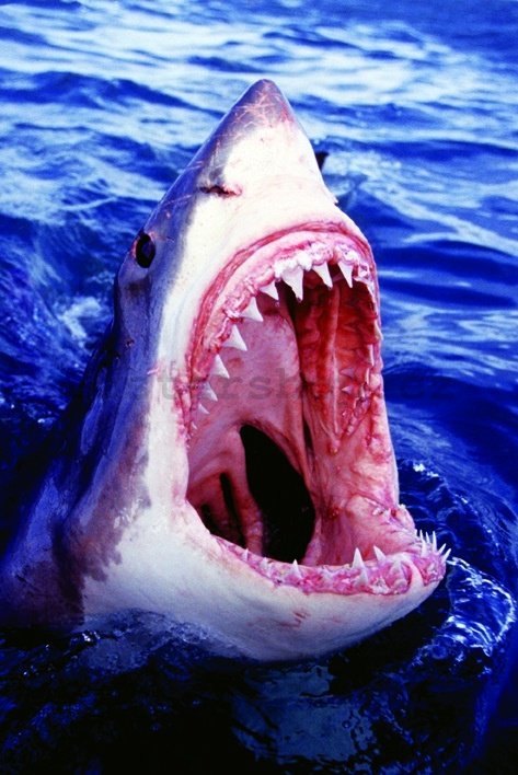 Plakát - Velký bílý žralok (1)