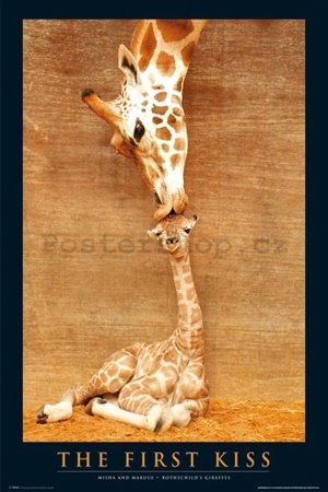 Plakát - First Kiss Giraffe (2)