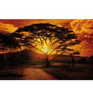 Fototapeta: Africký západ slunce - 254x368 cm
