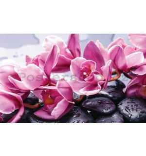 Fototapeta: Lázeňské kameny a růžové orchideje - 254x368 cm