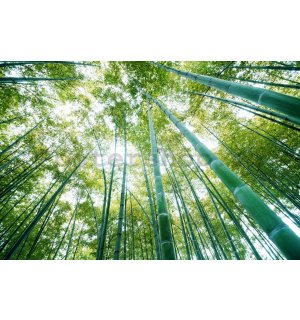 Fototapeta: Les bambusu - 254x368 cm