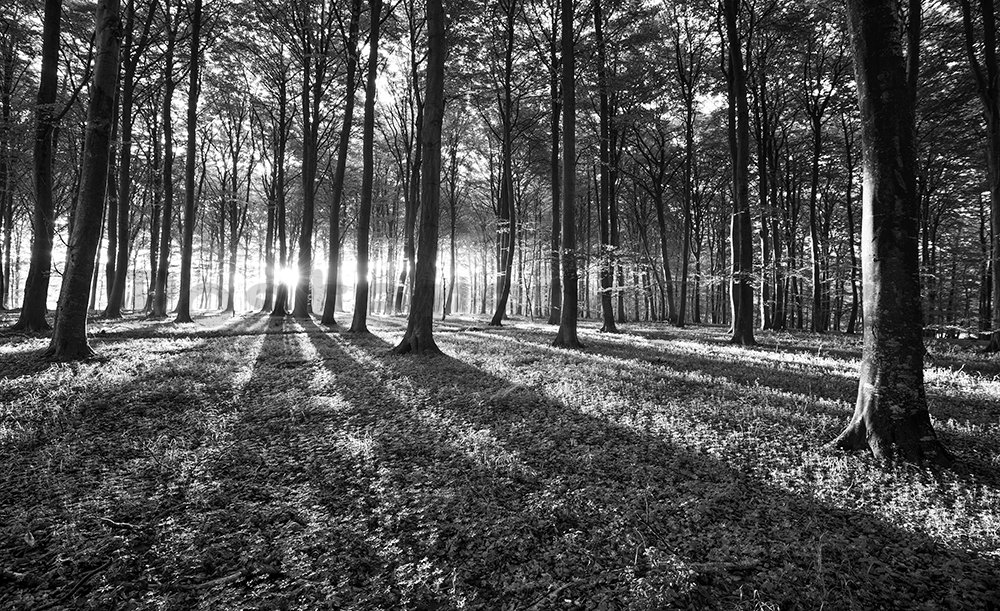 Fototapeta: Černobílý les (1) - 254x368 cm