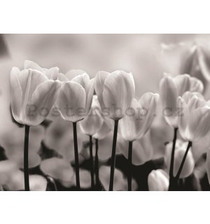 Fototapeta: Bílé a Černé Tulipány - 254x368 cm