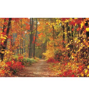 Fototapeta: Podzimní les - 254x368 cm