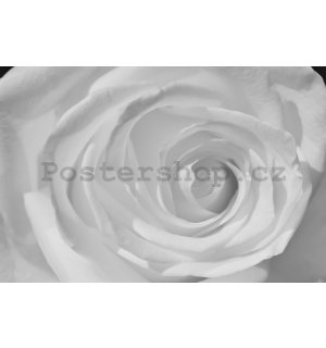 Fototapeta: Bílá růže (detail) - 254x368 cm