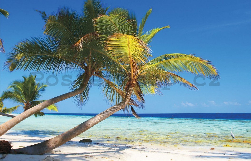 Fototapeta: Pláž s palmou - 254x368 cm