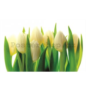 Fototapeta: Bílé tulipány (1) - 254x368 cm