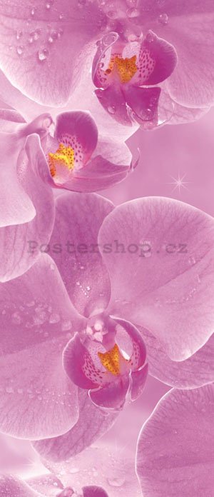 Fototapeta samolepící: Orchideje - 211x91 cm