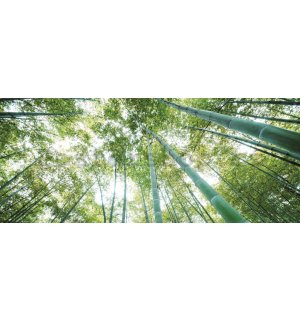 Fototapeta: Les bambusu - 104x250 cm