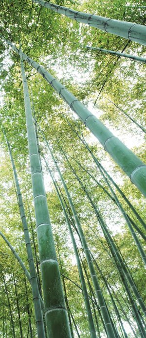 Fototapeta: Les bambusu - 211x91 cm