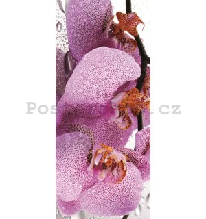 Fototapeta: Orchidej (2) - 211x91 cm