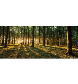 Fototapeta: Západ slunce v lese - 104x250 cm